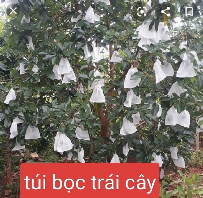 Túi Bọc trái cây kích thước 20*30cm bọc xoài cát Chu thương hiệu XUÂN TRƯỜNG, dùng 3-4 mùa, có nút cài - TRÙM BỌC TRÁI CÂY